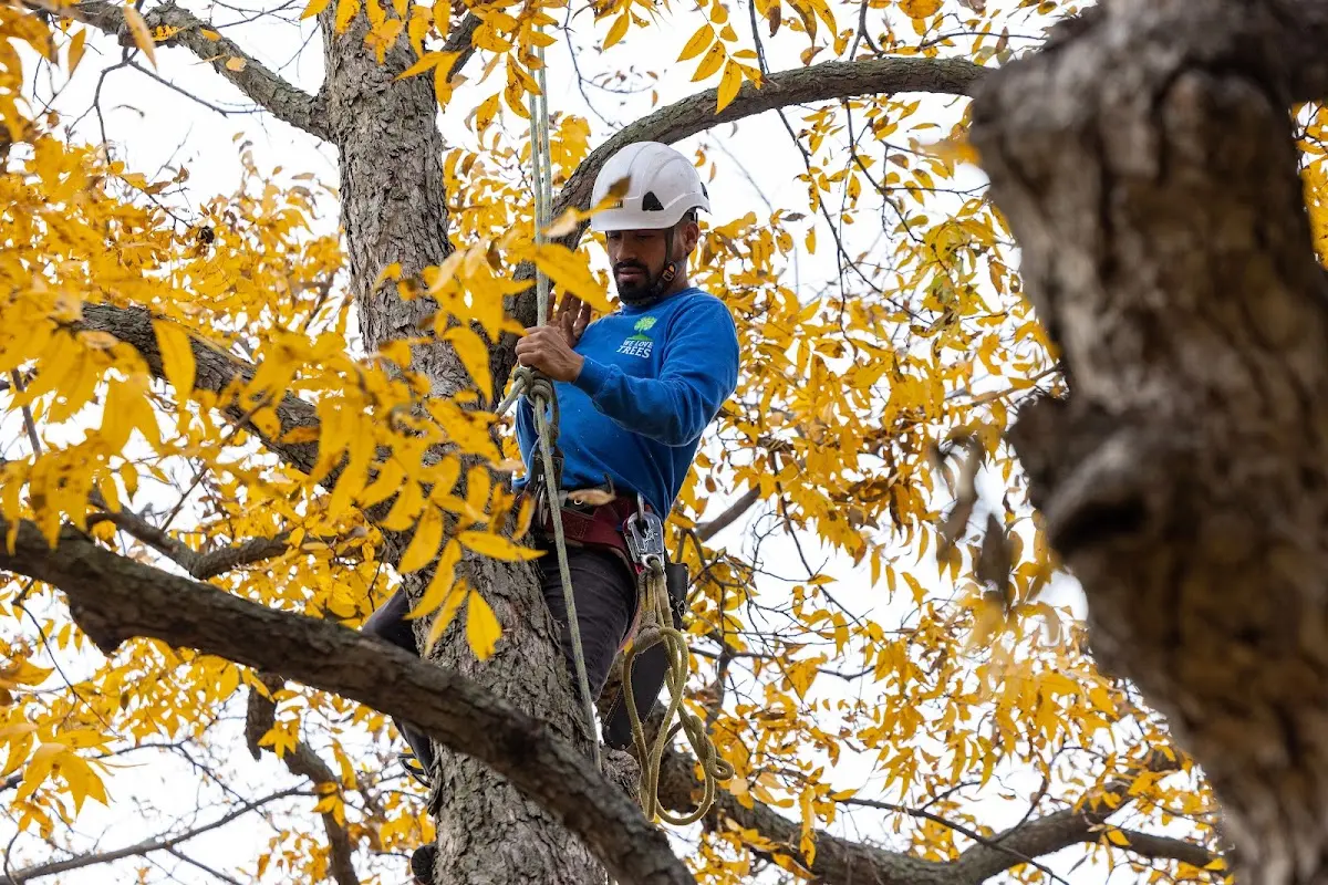 Skilled Tree Transplanting crew working in Round Lake