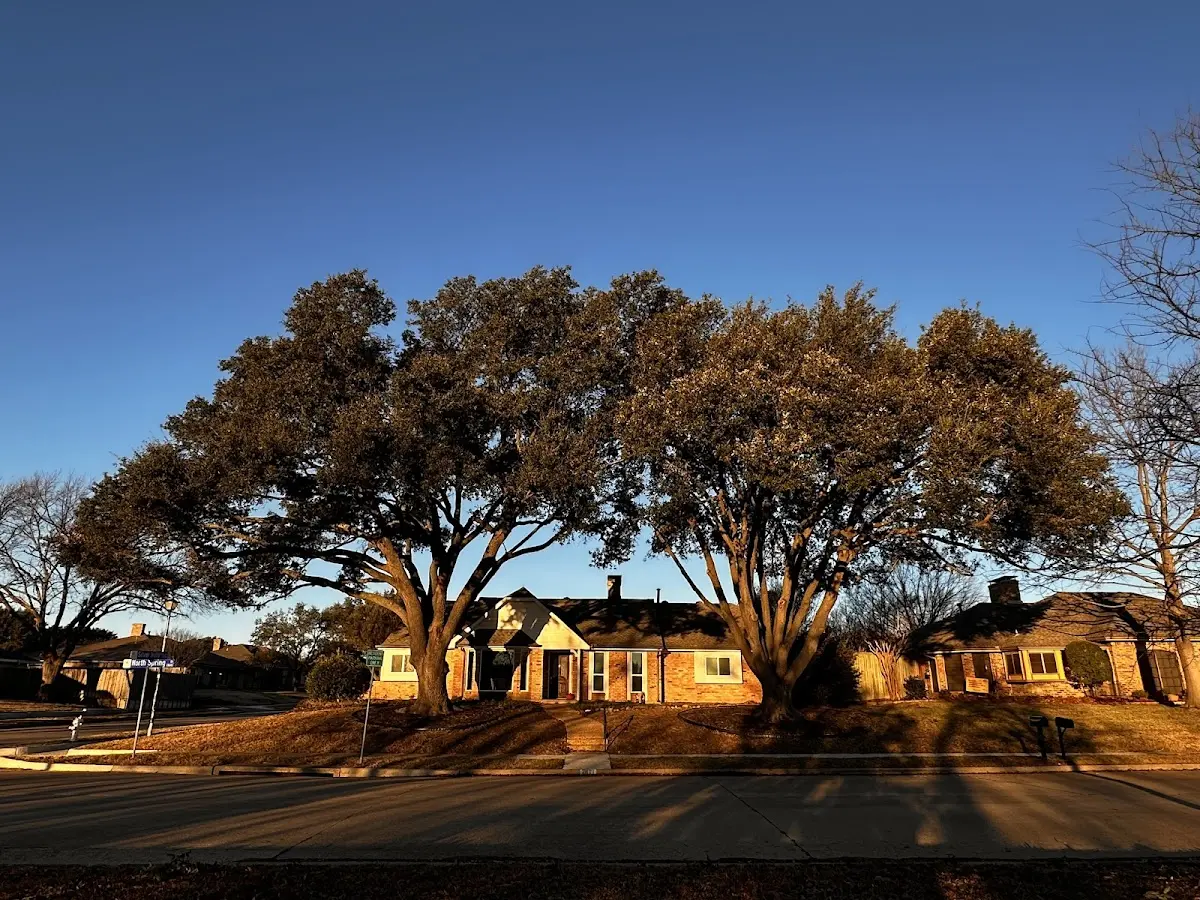 Established residential canopy tree shading a home in Round Lake